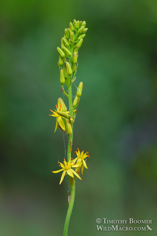 California bog asphodel (Narthecium californicum). Butterfly Valley Botanical Area, Plumas National Forest, Plumas County, California, USA. Stock Photo ID=PLA0595 California bog asphodel (Narthecium californicum). Butterfly Valley Botanical Area, Plumas National Forest, Plumas County, California, USA. Stock Photo ID=PLA0595
