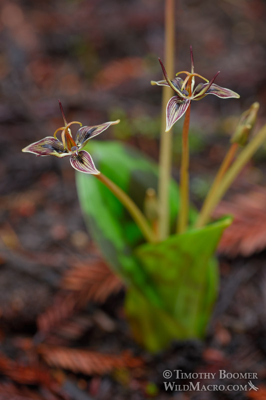 California fetid adderstongue (Scoliopus bigelovii). Portola Redwoods State Park, San Mateo County, California, USA. Stock Photo ID=PLA0532 California fetid adderstongue (Scoliopus bigelovii). Portola Redwoods State Park, San Mateo County, California, USA. Stock Photo ID=PLA0532