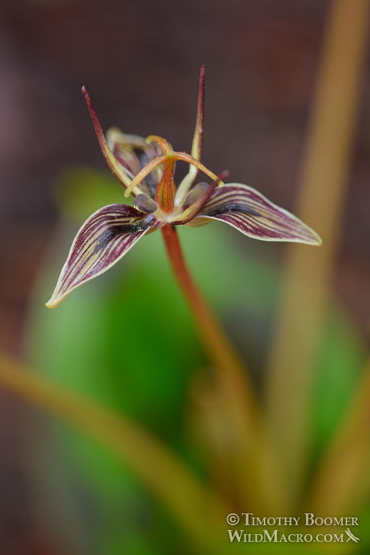 California fetid adderstongue (Scoliopus bigelovii). Portola Redwoods State Park, San Mateo County, California, USA. Stock Photo ID=PLA0533 California fetid adderstongue (Scoliopus bigelovii). Portola Redwoods State Park, San Mateo County, California, USA. Stock Photo ID=PLA0533