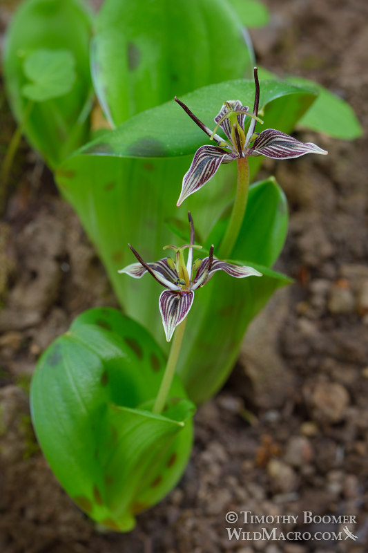 California fetid adderstongue (Scoliopus bigelovii). Homestead Valley Land Trust, Marin County, California, USA. Stock Photo ID=PLA0537 California fetid adderstongue (Scoliopus bigelovii). Homestead Valley Land Trust, Marin County, California, USA. Stock Photo ID=PLA0537