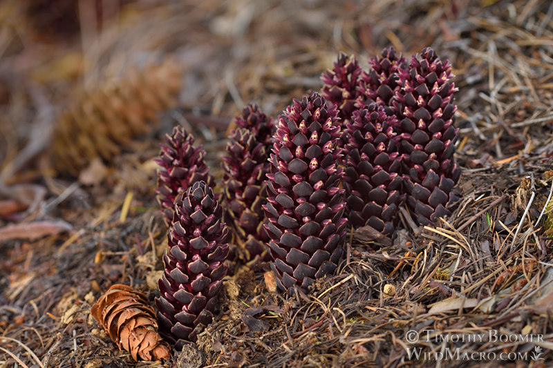 California groundcone (Kopsiopsis strobilacea). Eldorado National Forest, El Dorado County, California, USA. Stock Photo ID=PLA0698 California groundcone (Kopsiopsis strobilacea). Eldorado National Forest, El Dorado County, California, USA. Stock Photo ID=PLA0698