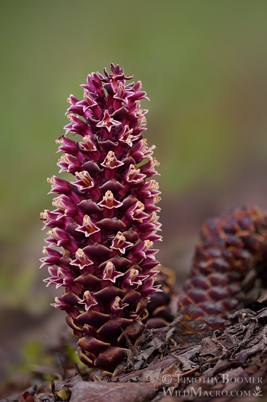 California groundcone (Kopsiopsis strobilacea). Grants Pass, Josephine County, Oregon, USA. Stock Photo ID=PLA0724 California groundcone (Kopsiopsis strobilacea). Grants Pass, Josephine County, Oregon, USA. Stock Photo ID=PLA0724