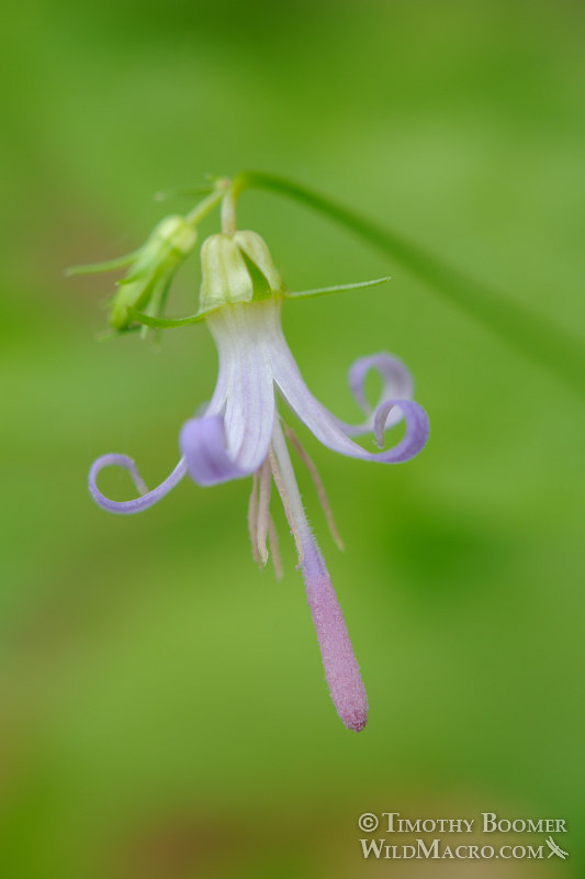California harebell (Asyneuma prenanthoides).  Armstrong Redwoods State Natural Reserve, Sonoma County, California, USA.  Stock Photo ID=PLA0227