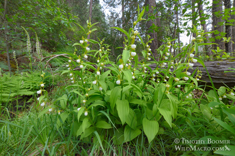 California lady's slipper orchid (Cypripedium californicum), wide angle documentary view. Plumas National Forest, Sierra Nevada, Plumas County, California, USA. Stock Photo ID=PLA0573 California lady's slipper orchid (Cypripedium californicum), wide angle documentary view. Plumas National Forest, Sierra Nevada, Plumas County, California, USA. Stock Photo ID=PLA0573