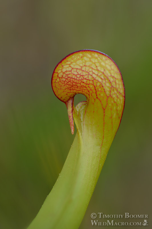 California pitcher plant (Darlingtonia californica). Butterfly Valley Botanical Area, Plumas National Forest, Sierra Nevada, Plumas County, California, USA. Stock Photo ID=PLA0671 California pitcher plant (Darlingtonia californica). Butterfly Valley Botanical Area, Plumas National Forest, Sierra Nevada, Plumas County, California, USA. Stock Photo ID=PLA0671
