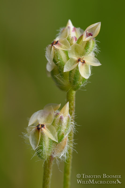 California plantain (Plantago erecta).  Traverse Creek Botanical Special Interest Area, Eldorado National Forest, El Dorado County, California, USA.  Stock Photo ID=PLA0583