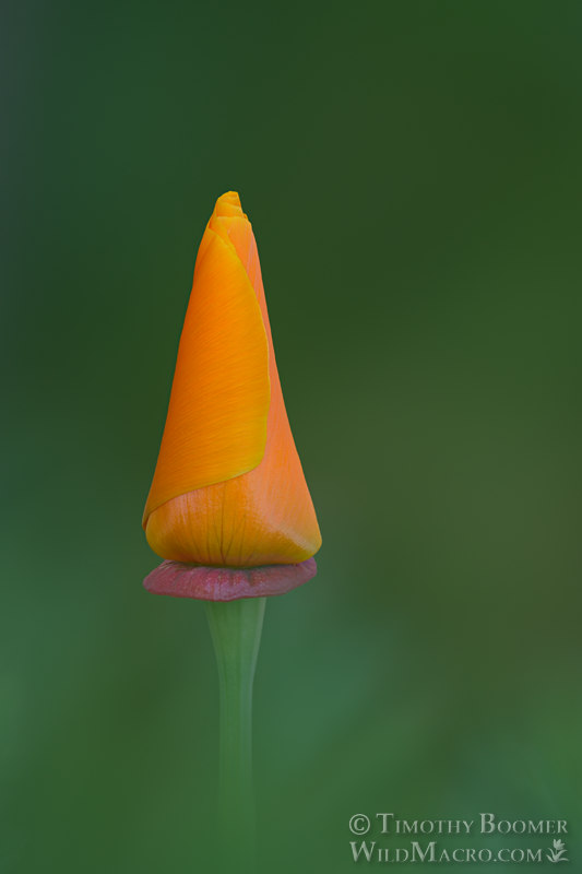 California poppy (Eschscholzia californica). Solano County, California, USA. Stock Photo ID=PLA0681 California poppy (Eschscholzia californica). Solano County, California, USA. Stock Photo ID=PLA0681