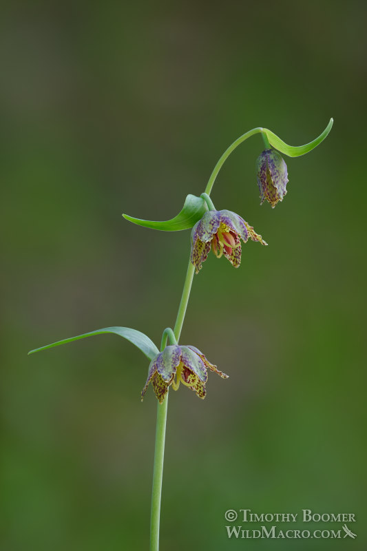Checker lily (Fritillaria affinis). Lake Berryessa, Napa County, California, USA. Stock Photo ID=PLA0609 Checker lily (Fritillaria affinis). Lake Berryessa, Napa County, California, USA. Stock Photo ID=PLA0609