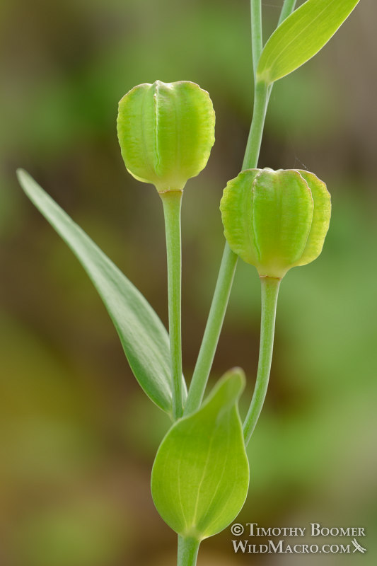 Checker lily (Fritillaria affinis) fruit. Olompali State Historic Park, Marin County, California, USA. Stock Photo ID=PLA0550 Checker lily (Fritillaria affinis) fruit. Olompali State Historic Park, Marin County, California, USA. Stock Photo ID=PLA0550