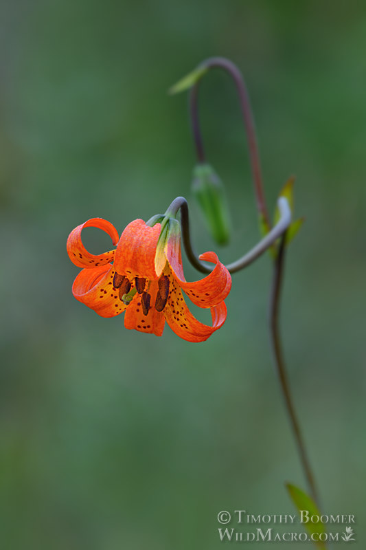 Coast lily (Lilium maritimum).  Marin County, California, USA.  Stock Photo ID=PLA0641