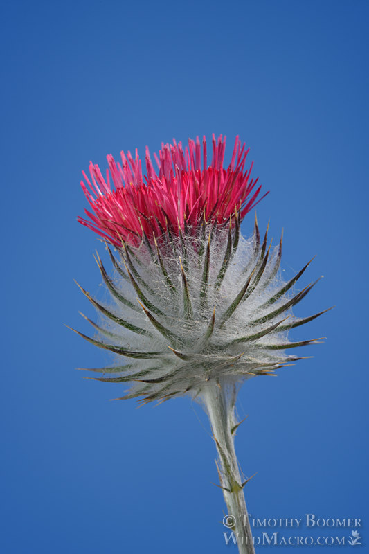 Cobwebby thistle (Cirsium occidentale).  Point Reyes National Seashore, Marin County, California, USA. Stock Photo ID=PLA0650