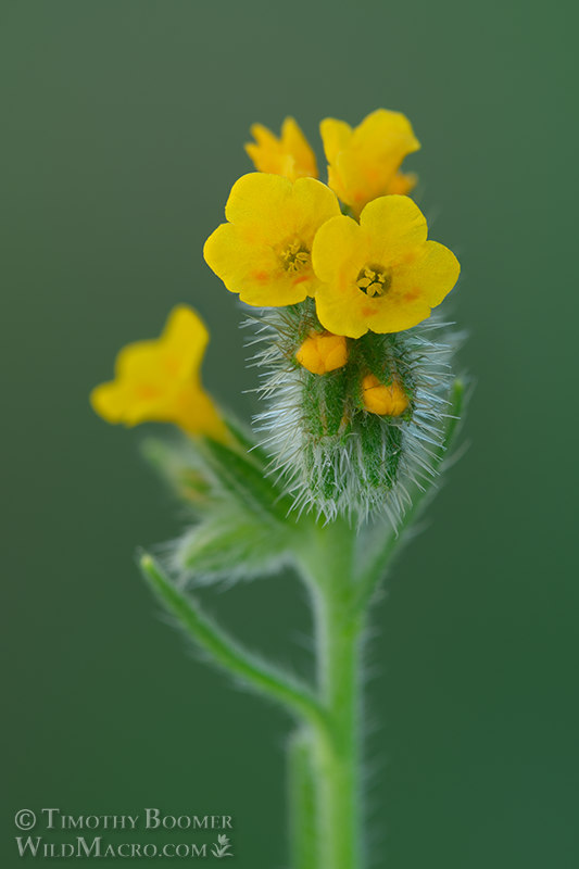 Common fiddleneck (Amsinckia intermedia).  Solano County, California, USA.  Stock Photo ID=PLA0672