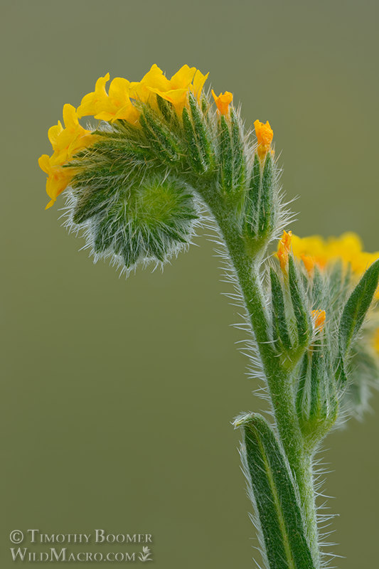 Common fiddleneck (Amsinckia intermedia).  Solano County, California, USA.  Stock Photo ID=PLA0673