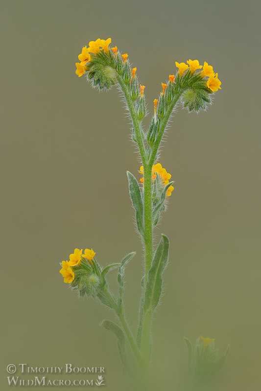 Common fiddleneck (Amsinckia intermedia).  Solano County, California, USA.  Stock Photo ID=PLA0674