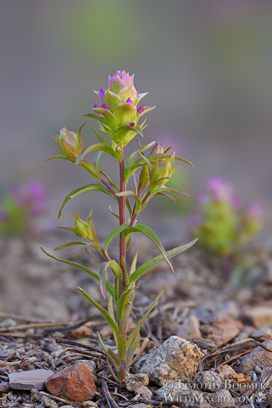 Cryptantha owl's clover (Orthocarpus cuspidatus ssp. cryptanthus).  Carson Pass, Eldorado National Forest, Sierra Nevada, Alpine County, California, USA. Stock Photo ID=PLA0709