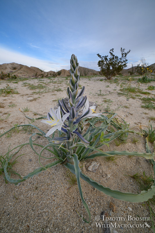 Desert lily (Hesperocallis undulata). Anza-Borrego Desert State Park, San Diego County, California, USA. Stock Photo ID=PLA0603 Desert lily (Hesperocallis undulata). Anza-Borrego Desert State Park, San Diego County, California, USA. Stock Photo ID=PLA0603