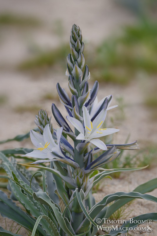 Desert lily (Hesperocallis undulata). Anza-Borrego Desert State Park, San Diego County, California, USA. Stock Photo ID=PLA0604 Desert lily (Hesperocallis undulata). Anza-Borrego Desert State Park, San Diego County, California, USA. Stock Photo ID=PLA0604