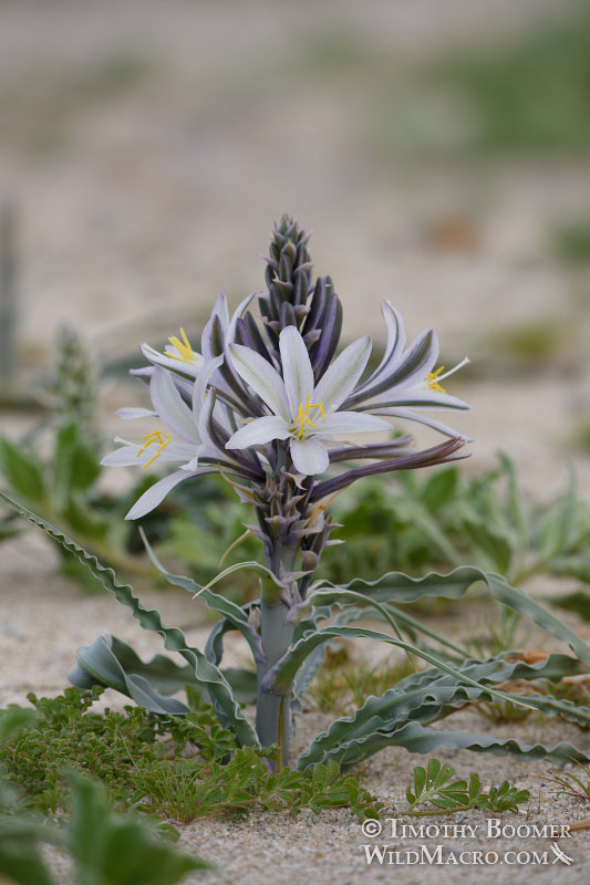 Desert lily (Hesperocallis undulata). Anza-Borrego Desert State Park, San Diego County, California, USA. Stock Photo ID=PLA0605 Desert lily (Hesperocallis undulata). Anza-Borrego Desert State Park, San Diego County, California, USA. Stock Photo ID=PLA0605