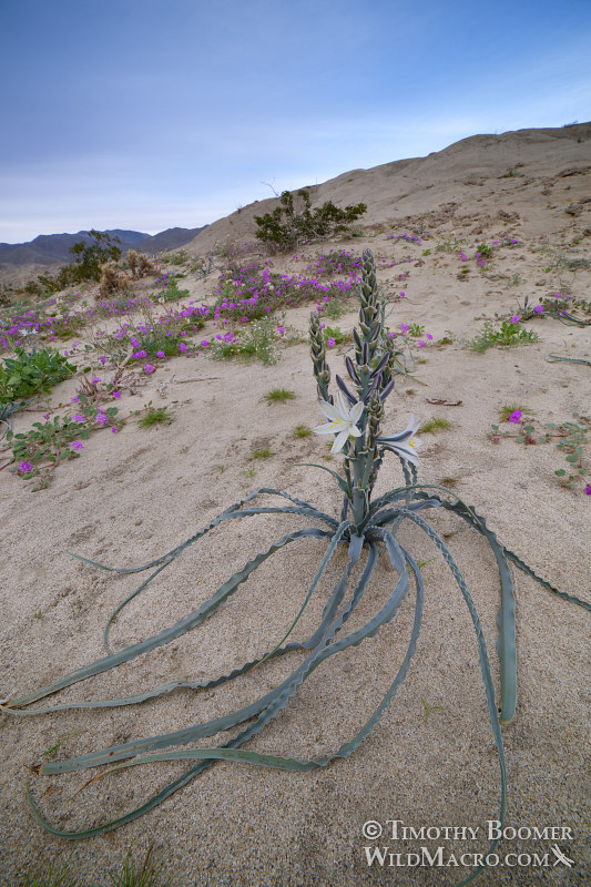 Desert lily (Hesperocallis undulata). Anza-Borrego Desert State Park, San Diego County, California, USA. Stock Photo ID=PLA0606 Desert lily (Hesperocallis undulata). Anza-Borrego Desert State Park, San Diego County, California, USA. Stock Photo ID=PLA0606