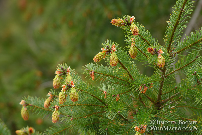 Douglas fir (Pseudotsuga menziesii var. menziesii). Mount Tamalpais State Park, Marin County, California, USA. Stock Photo ID=PLA0546 Douglas fir (Pseudotsuga menziesii var. menziesii). Mount Tamalpais State Park, Marin County, California, USA. Stock Photo ID=PLA0546