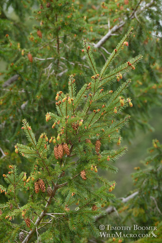 Douglas fir (Pseudotsuga menziesii var. menziesii). Mount Tamalpais State Park, Marin County, California, USA. Stock Photo ID=PLA0547 Douglas fir (Pseudotsuga menziesii var. menziesii). Mount Tamalpais State Park, Marin County, California, USA. Stock Photo ID=PLA0547