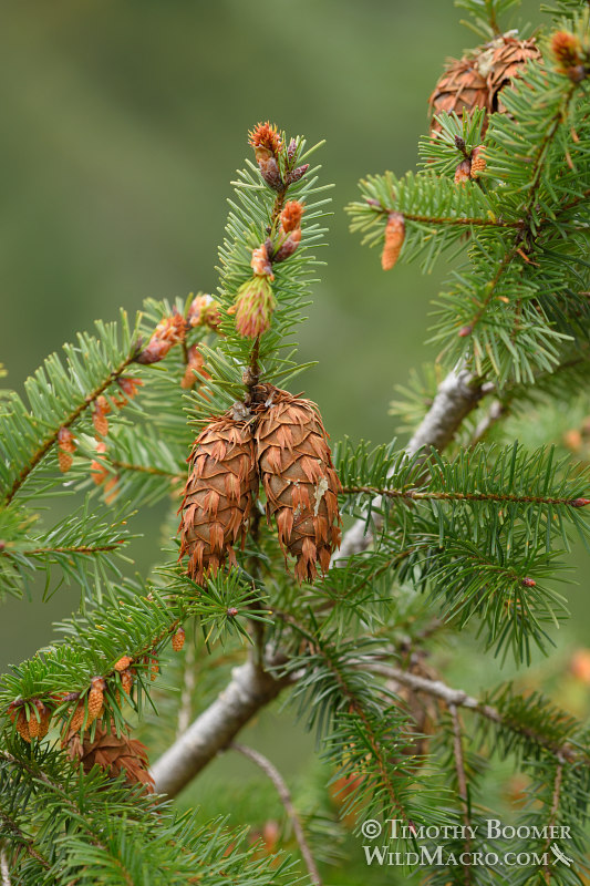 Douglas fir (Pseudotsuga menziesii var. menziesii). Mount Tamalpais State Park, Marin County, California, USA. Stock Photo ID=PLA0548 Douglas fir (Pseudotsuga menziesii var. menziesii). Mount Tamalpais State Park, Marin County, California, USA. Stock Photo ID=PLA0548