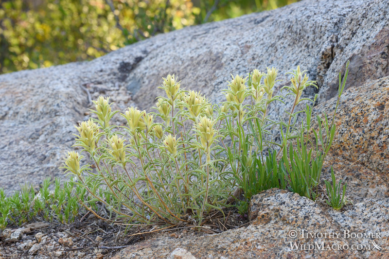 Dwarf alpine Indian paintbrush (Castilleja nana). Carson Pass, Eldorado National Forest, Sierra Nevada, Alpine County, California, USA. Stock Photo ID=PLA0584 Dwarf alpine Indian paintbrush (Castilleja nana). Carson Pass, Eldorado National Forest, Sierra Nevada, Alpine County, California, USA. Stock Photo ID=PLA0584