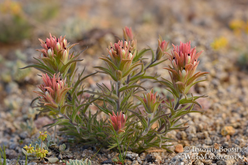 Dwarf alpine Indian paintbrush (Castilleja nana). Carson Pass, Eldorado National Forest, Sierra Nevada, Alpine County, California, USA. Stock Photo ID=PLA0588 Dwarf alpine Indian paintbrush (Castilleja nana). Carson Pass, Eldorado National Forest, Sierra Nevada, Alpine County, California, USA. Stock Photo ID=PLA0588