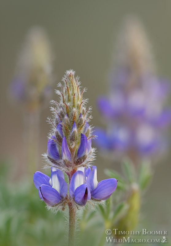 Dwarf lupine or Lobb's lupine (Lupinus lepidus var. lobbii). Carson Pass, Eldorado National Forest, Alpine County, California, USA. Stock Photo ID=PLA0721 Dwarf lupine or Lobb's lupine (Lupinus lepidus var. lobbii). Carson Pass, Eldorado National Forest, Alpine County, California, USA. Stock Photo ID=PLA0721