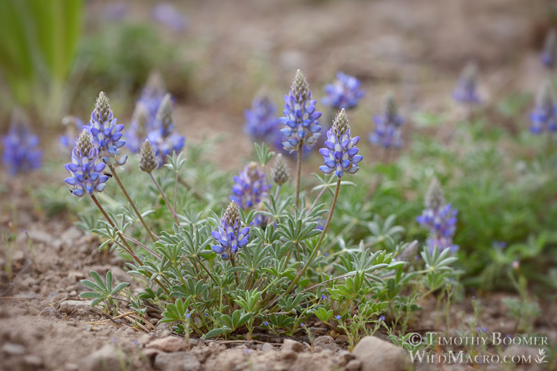 Dwarf lupine or Lobb's lupine (Lupinus lepidus var. lobbii). Carson Pass, Eldorado National Forest, Alpine County, California, USA. Stock Photo ID=PLA0722 Dwarf lupine or Lobb's lupine (Lupinus lepidus var. lobbii). Carson Pass, Eldorado National Forest, Alpine County, California, USA. Stock Photo ID=PLA0722