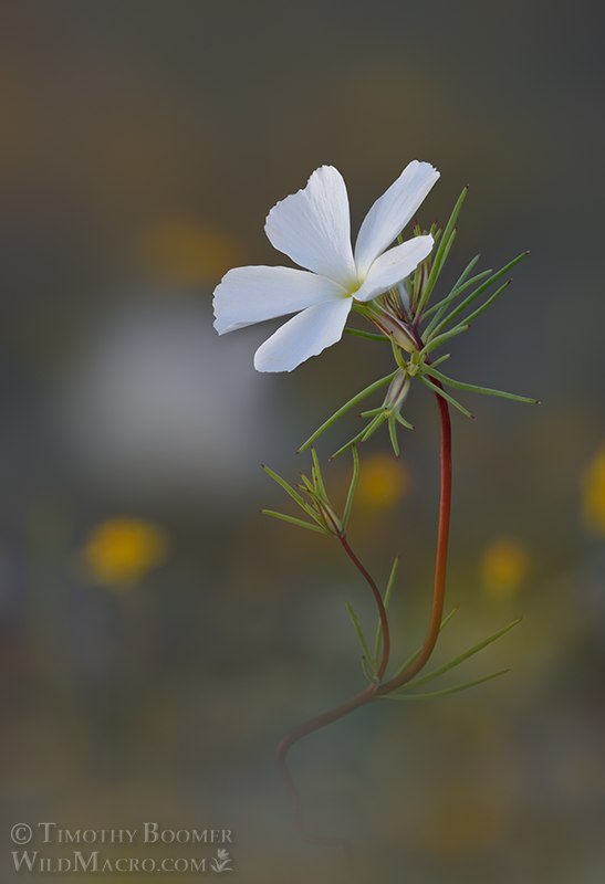 Evening snow (Linanthus dichotomus ssp. dichotomus). Traverse Creek Botanical Special Interest Area, Eldorado National Forest, Sierra Nevada, El Dorado County, California, USA. Stock Photo ID=PLA0723 Evening snow (Linanthus dichotomus ssp. dichotomus). Traverse Creek Botanical Special Interest Area, Eldorado National Forest, Sierra Nevada, El Dorado County, California, USA. Stock Photo ID=PLA0723
