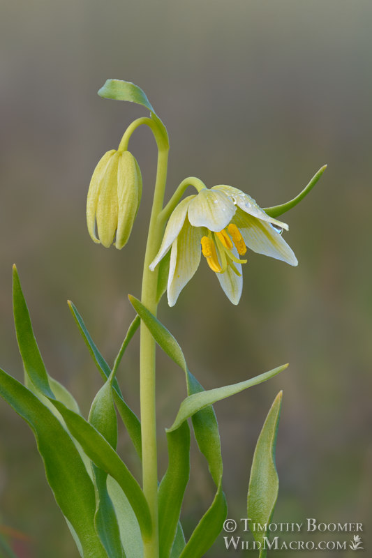 Fragrant fritillary (Fritillaria liliacea). Solano County, California, USA. Stock Photo ID=PLA0657 Fragrant fritillary (Fritillaria liliacea). Solano County, California, USA. Stock Photo ID=PLA0657