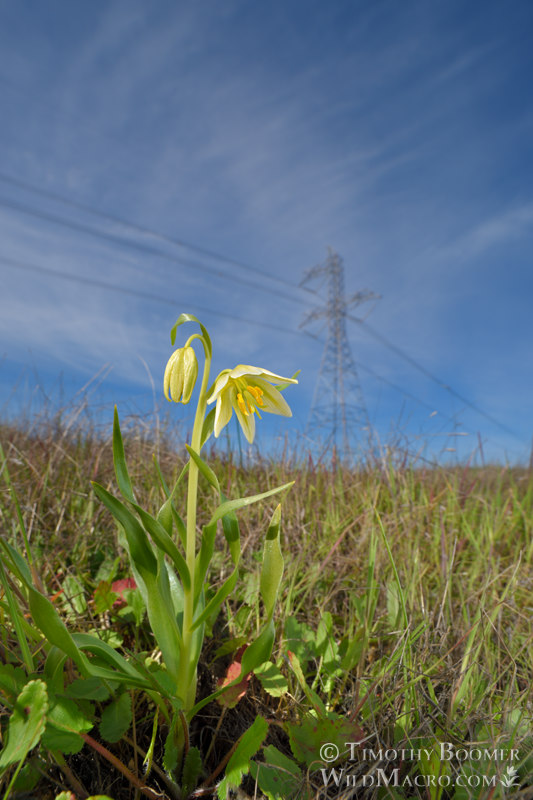 Fragrant fritillary (Fritillaria liliacea). Solano County, California, USA. Stock Photo ID=PLA0658 Fragrant fritillary (Fritillaria liliacea). Solano County, California, USA. Stock Photo ID=PLA0658