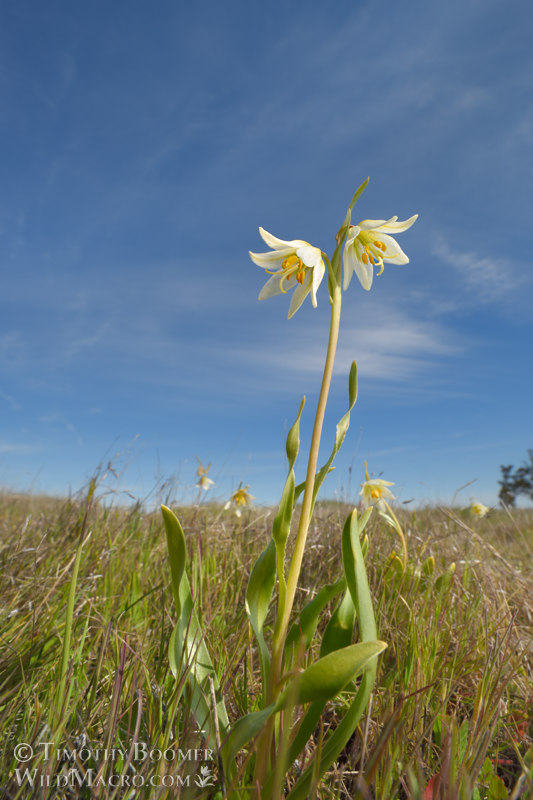 Fragrant fritillary (Fritillaria liliacea). Solano County, California, USA. Stock Photo ID=PLA0659 Fragrant fritillary (Fritillaria liliacea). Solano County, California, USA. Stock Photo ID=PLA0659