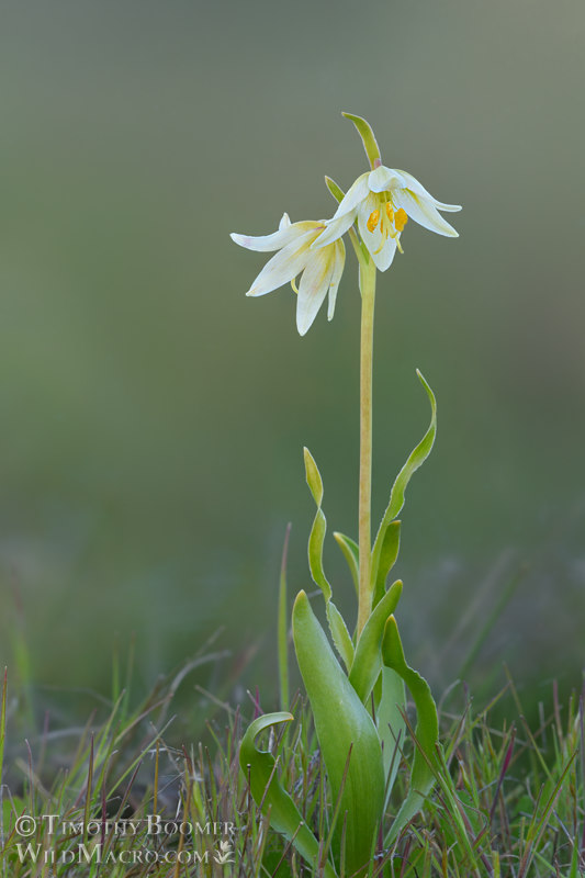 Fragrant fritillary (Fritillaria liliacea). Solano County, California, USA. Stock Photo ID=PLA0660 Fragrant fritillary (Fritillaria liliacea). Solano County, California, USA. Stock Photo ID=PLA0660