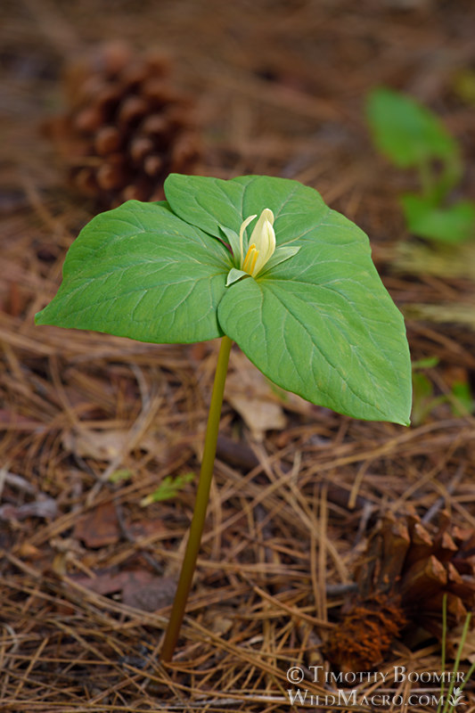 Giant white wakerobin (Trillium albidum).  Sierra Discovery Trail, Tahoe National Forest, Nevada County, California, USA. Stock Photo ID=PLA0632