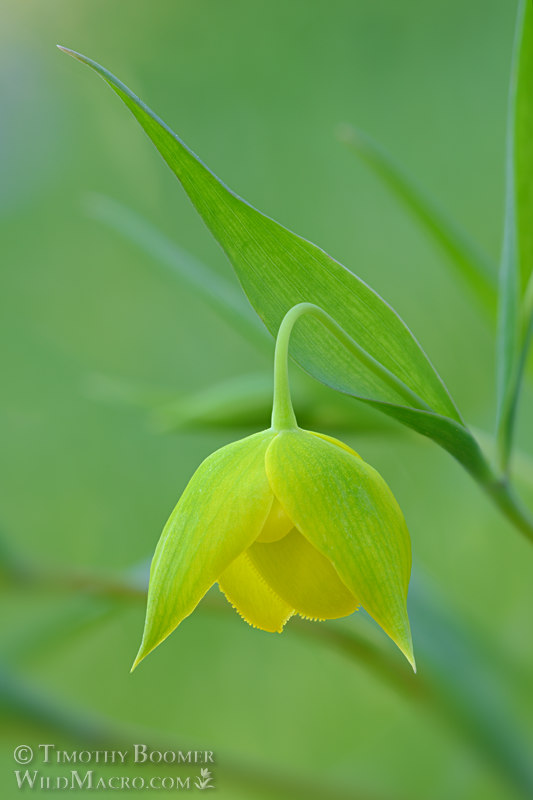 Golden fairy lantern (Calochortus amabilis), a California native and endemic wildflower. Lake Berryessa, Napa County, California, USA. Stock Photo ID=PLA0624 Golden fairy lantern (Calochortus amabilis), a California native and endemic wildflower. Lake Berryessa, Napa County, California, USA. Stock Photo ID=PLA0624