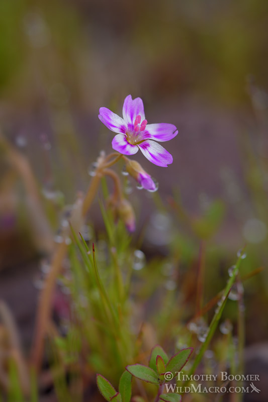 Gypsum springbeauty (Claytonia gypsophiloides).  Mount Diablo State Park, Contra Costa County, California, USA.  Stock Photo ID=PLA0620