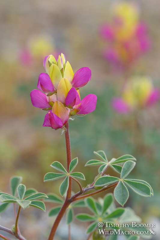 Harlequin lupine (Lupinus stiversii).  Tahoe National Forest, Sierra Nevada, Nevada County, California, USA. Stock Photo ID=PLA0582