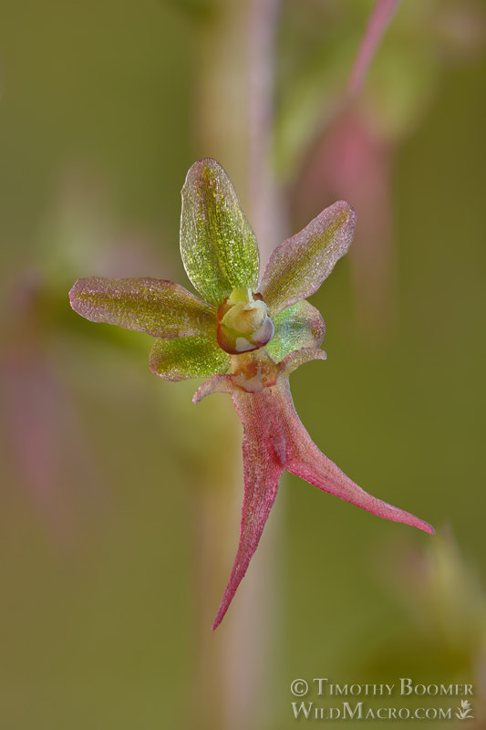 Heartleaf twayblade (Neottia cordata).  Humboldt County, California, USA.  Stock Photo ID=PLA00664