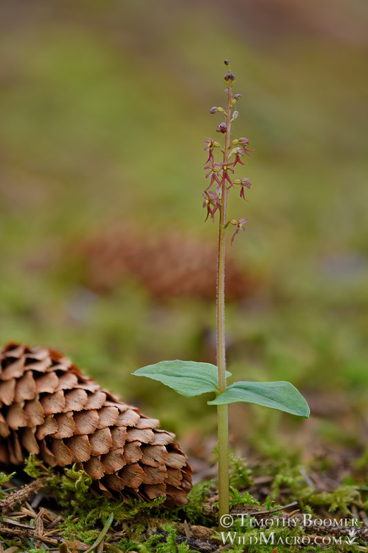 Heartleaf twayblade (Neottia cordata).  Humboldt County, California, USA.  Stock Photo ID=PLA00665