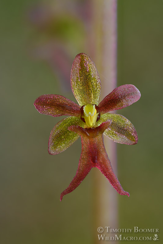 Heartleaf twayblade (Neottia cordata).  Humboldt County, California, USA.  Stock Photo ID=PLA00667