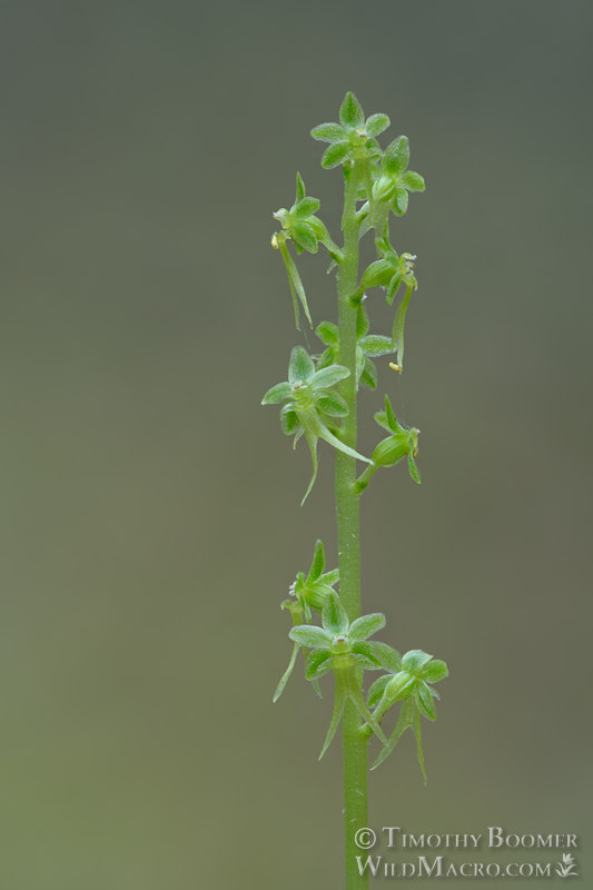 Heartleaf twayblade (Neottia cordata).  Humboldt County, California, USA.  Stock Photo ID=PLA00668