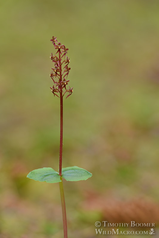 Heartleaf twayblade (Neottia cordata).  Humboldt County, California, USA.  Stock Photo ID=PLA00669