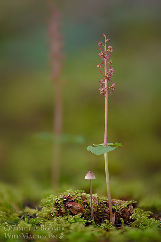 Heartleaf twayblade (Neottia cordata).  Humboldt County, California, USA.  Stock Photo ID=PLA00683