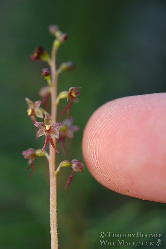 Heartleaf twayblade (Neottia cordata).  Humboldt County, California, USA.  Stock Photo ID=PLA00685