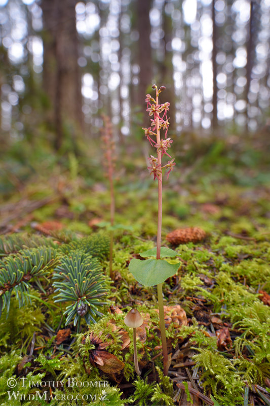 Heartleaf twayblade (Neottia cordata). Humboldt County, California, USA. Stock Photo ID=PLA00686 Heartleaf twayblade (Neottia cordata). Humboldt County, California, USA. Stock Photo ID=PLA00686