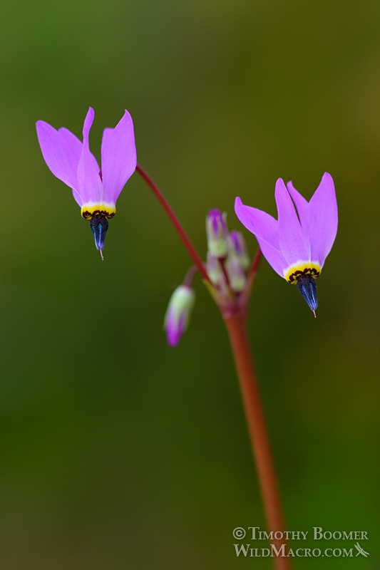 Henderson's shooting star (Primula hendersonii, formerly Dodecatheon hendersonii). Near Lake Berryessa, Napa County, California, USA. Stock Photo ID=PLA0611 Henderson's shooting star (Primula hendersonii, formerly Dodecatheon hendersonii). Near Lake Berryessa, Napa County, California, USA. Stock Photo ID=PLA0611