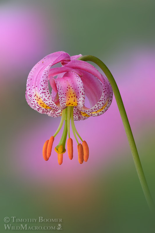 Kellogg's lily (Lilium kelloggii).  Humboldt County, California, USA.  Stock Photo ID=PLA0705