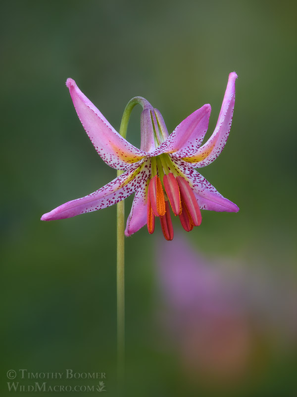 Kellogg's lily (Lilium kelloggii). Humboldt County, California, USA. Stock Photo ID=PLA0713 Kellogg's lily (Lilium kelloggii). Humboldt County, California, USA. Stock Photo ID=PLA0713